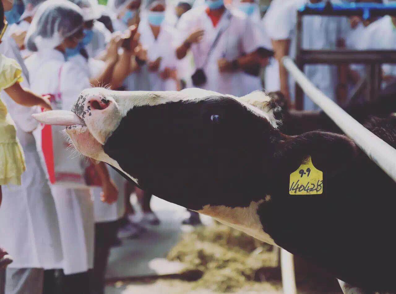 全国五一劳动奖章获得者祝英：做奶牛养殖行业的“牛人”